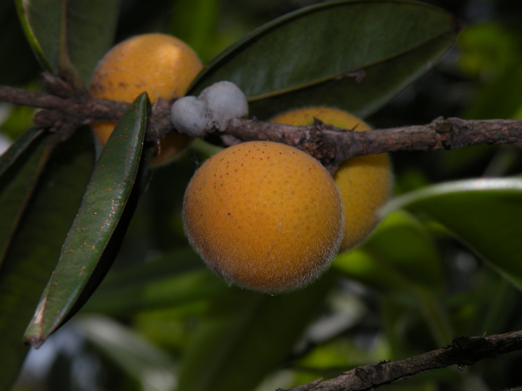 کابیلودا - معرفی درختان میوه